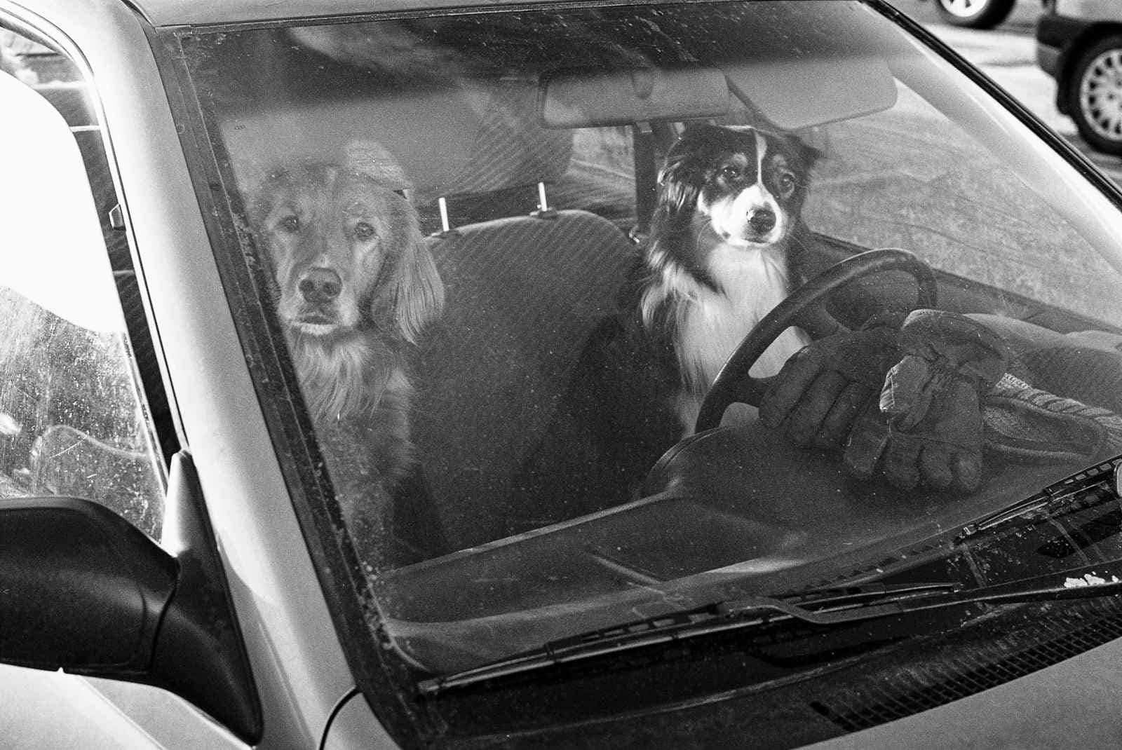 Dogs at the Wheel