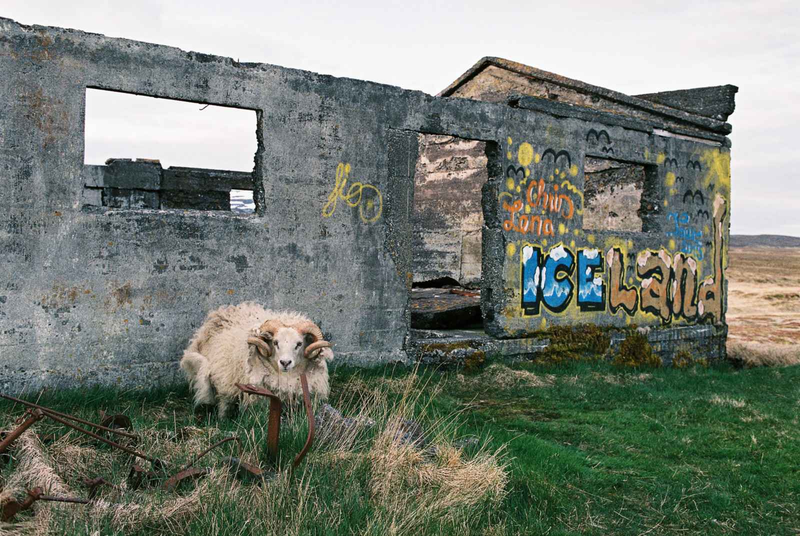 Iceland Ram