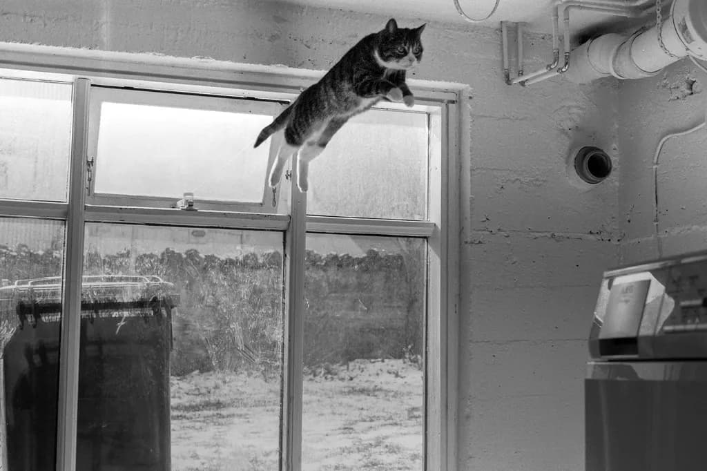 Mighty Cat