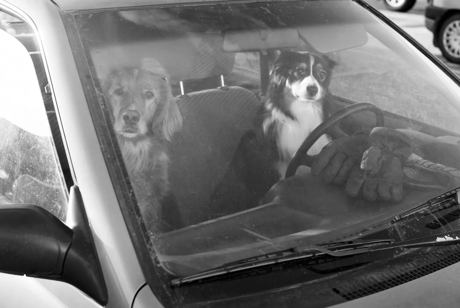 Dogs at the Wheel