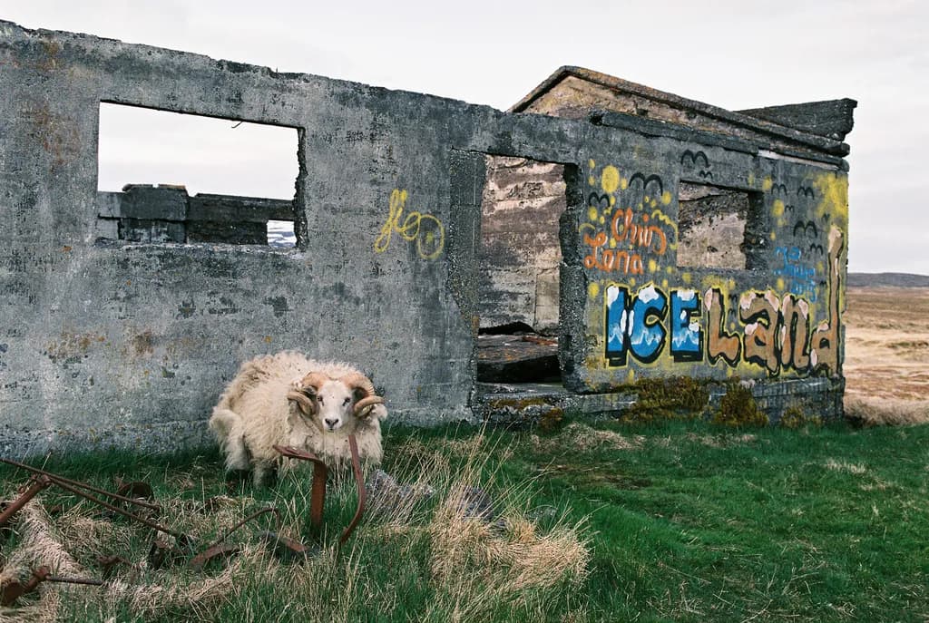Iceland Ram