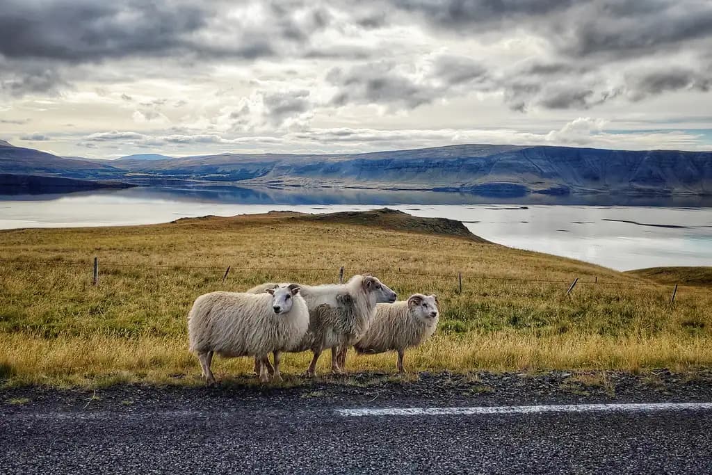 Sheeps chilling