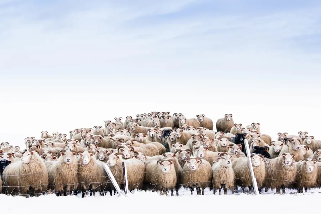 Sheepwatch