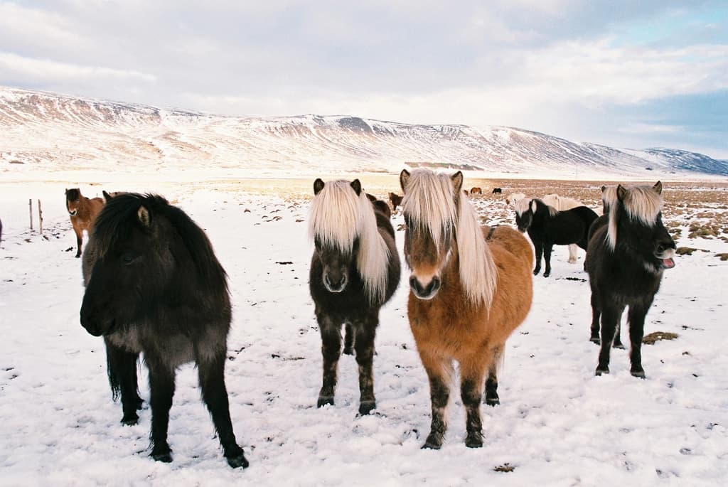 Hippie Horses