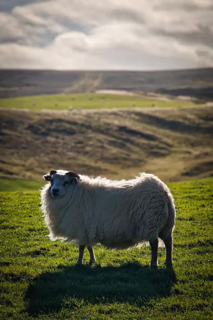 The Sheep Queen